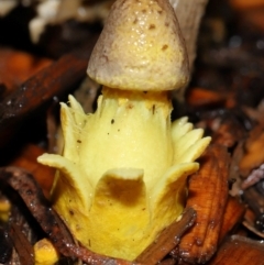Leucocoprinus birnbaumii at Wellington Point, QLD - suppressed