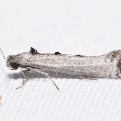 Micrerethista nigrapex (A Tineid moth (Harmacloninae)) at QPRC LGA - 1 Jan 2024 by DianneClarke