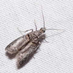 Phycitinae (subfamily) by DianneClarke