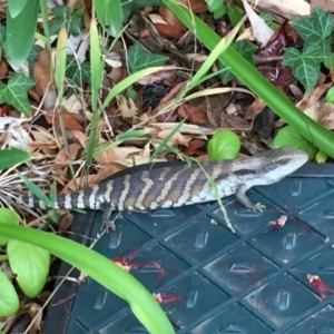 Tiliqua scincoides scincoides at Aranda, ACT - 21 Nov 2023