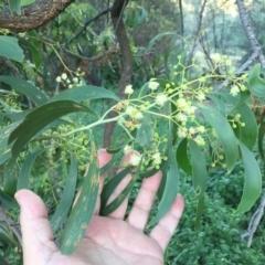 Acacia implexa (Hickory Wattle, Lightwood) at Cook, ACT - 30 Dec 2023 by dwise