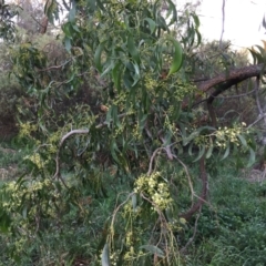 Acacia implexa at Mount Painter - 30 Dec 2023 07:48 PM