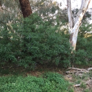 Solanum linearifolium at Mount Painter - 30 Dec 2023