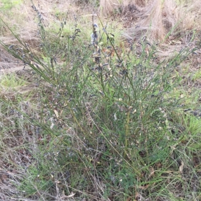Cytisus scoparius subsp. scoparius (Scotch Broom, Broom, English Broom) at Cook, ACT - 30 Dec 2023 by dwise