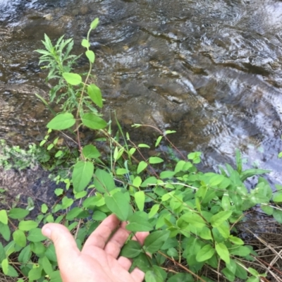 Lonicera japonica (Japanese Honeysuckle) at Cotter Reserve - 28 Dec 2023 by dwise