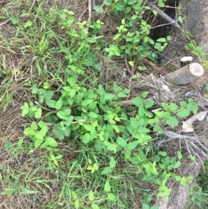 Lonicera japonica at Cotter Reserve - 28 Dec 2023 07:40 PM