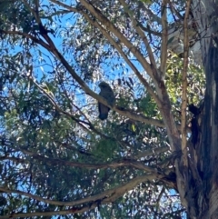 Callocephalon fimbriatum (Gang-gang Cockatoo) at Tharwa, ACT - 18 Dec 2023 by dwise