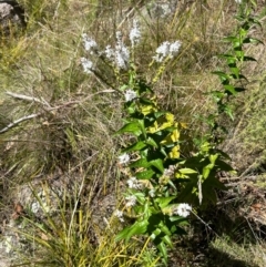 Veronica derwentiana subsp. maideniana at Tharwa, ACT - 17 Dec 2023 by dwise