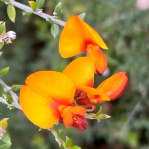 Mirbelia oxylobioides at Kosciuszko National Park - 29 Dec 2023 04:00 PM