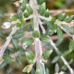 Mirbelia oxylobioides at Kosciuszko National Park - 29 Dec 2023 04:00 PM