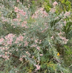 Mirbelia oxylobioides at Kosciuszko National Park - 29 Dec 2023