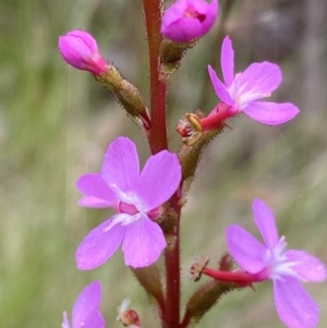 Stylidium sp. at Kosciuszko National Park - 29 Dec 2023