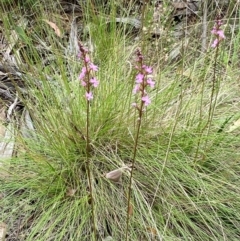 Stylidium sp. at Kosciuszko National Park - 29 Dec 2023