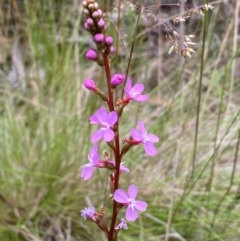 Stylidium sp. at Kosciuszko National Park - 29 Dec 2023 03:58 PM