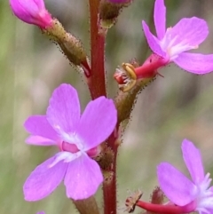 Stylidium sp. at Kosciuszko National Park - 29 Dec 2023