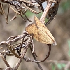 Meritastis ursina (A Tortricid moth) at Yarrangobilly, NSW - 29 Dec 2023 by SteveBorkowskis