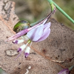 Arthropodium milleflorum at Kosciuszko National Park - 29 Dec 2023