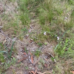 Arthropodium milleflorum at Kosciuszko National Park - 29 Dec 2023