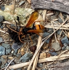 Cryptocheilus bicolor (Orange Spider Wasp) at Yarrangobilly, NSW - 29 Dec 2023 by SteveBorkowskis