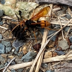 Cryptocheilus australis at Kosciuszko National Park - 29 Dec 2023 03:28 PM