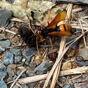 Cryptocheilus australis at Kosciuszko National Park - 29 Dec 2023 03:28 PM