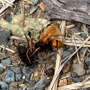 Cryptocheilus australis at Kosciuszko National Park - 29 Dec 2023 03:28 PM