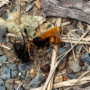 Cryptocheilus australis at Kosciuszko National Park - 29 Dec 2023 03:28 PM
