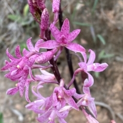Dipodium roseum (Rosy Hyacinth Orchid) at Kosciuszko National Park - 29 Dec 2023 by SteveBorkowskis
