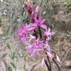 Dipodium roseum at Kosciuszko National Park - suppressed