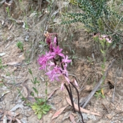 Dipodium roseum at Kosciuszko National Park - suppressed