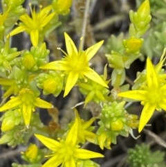 Sedum acre (Goldmoss Stonecrop) at Yarrangobilly, NSW - 29 Dec 2023 by SteveBorkowskis