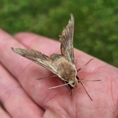 Hippotion scrofa (Coprosma Hawk Moth) at QPRC LGA - 1 Jan 2024 by MatthewFrawley
