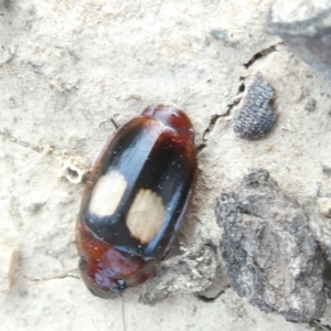 Sphallomorpha ruficollis at Emu Creek - 1 Jan 2024 06:00 PM