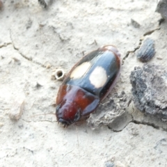 Sphallomorpha ruficollis at Emu Creek - 1 Jan 2024