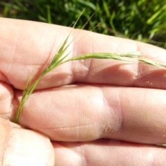Microlaena stipoides (Weeping Grass) at Flea Bog Flat to Emu Creek Corridor - 1 Jan 2024 by JohnGiacon