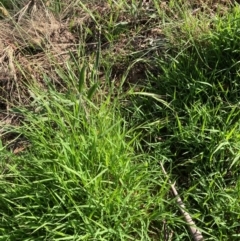 Microlaena stipoides at Flea Bog Flat to Emu Creek Corridor - 1 Jan 2024 06:15 PM