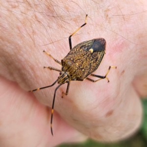 Poecilometis strigatus at QPRC LGA - 1 Jan 2024