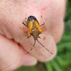 Poecilometis patruelis at QPRC LGA - 1 Jan 2024