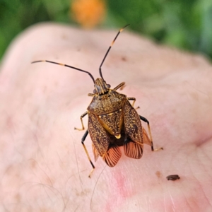 Poecilometis patruelis at QPRC LGA - 1 Jan 2024