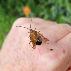 Poecilometis patruelis at QPRC LGA - 1 Jan 2024