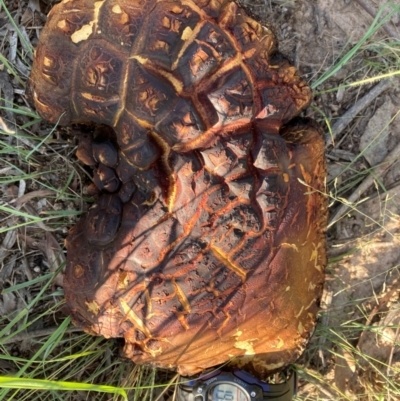 Unidentified Fungus at Flea Bog Flat to Emu Creek Corridor - 1 Jan 2024 by JohnGiacon