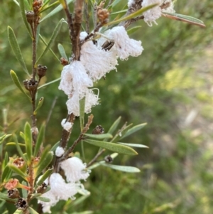 Callococcus acaciae at Flea Bog Flat to Emu Creek Corridor - 1 Jan 2024 06:43 PM