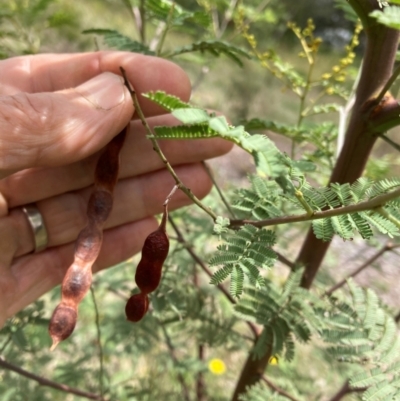 Acacia parramattensis (Parramatta Green Wattle) at Belconnen, ACT - 1 Jan 2024 by JohnGiacon