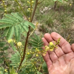 Acacia parramattensis at Emu Creek Belconnen (ECB) - 1 Jan 2024 12:18 PM