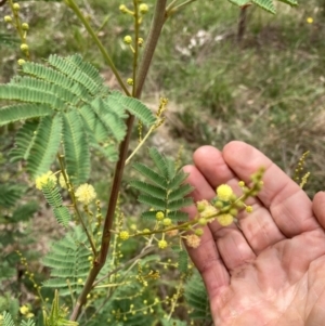 Acacia parramattensis at Emu Creek Belconnen (ECB) - 1 Jan 2024