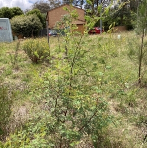 Acacia parramattensis at Emu Creek Belconnen (ECB) - 1 Jan 2024 12:18 PM