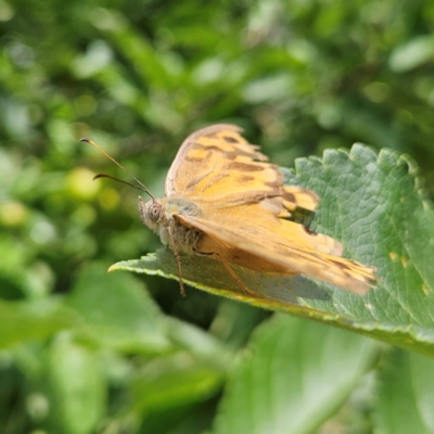 Heteronympha merope (Common Brown Butterfly) at QPRC LGA - 1 Jan 2024 by MatthewFrawley