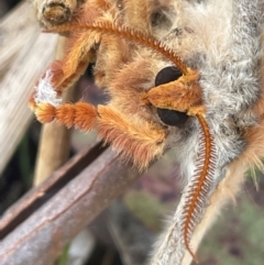 Opodiphthera helena (Helena Gum Moth) at Bendoura, NSW - 1 Jan 2024 by JaneR