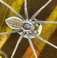 Dolomedes facetus (Crafty Fishing Spider) at QPRC LGA - 1 Jan 2024 by JaneR
