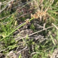 Carex tereticaulis (Poongort) at Back Creek TSR - 1 Jan 2024 by JaneR
